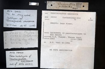 Media type: image;   Ichthyology 20312 Description: photograph;  Aspect: labels